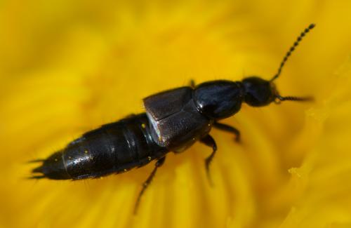 Réf. 324 961 : Philonthus sp.